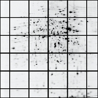 Grid Unwarped Grid Unwarped